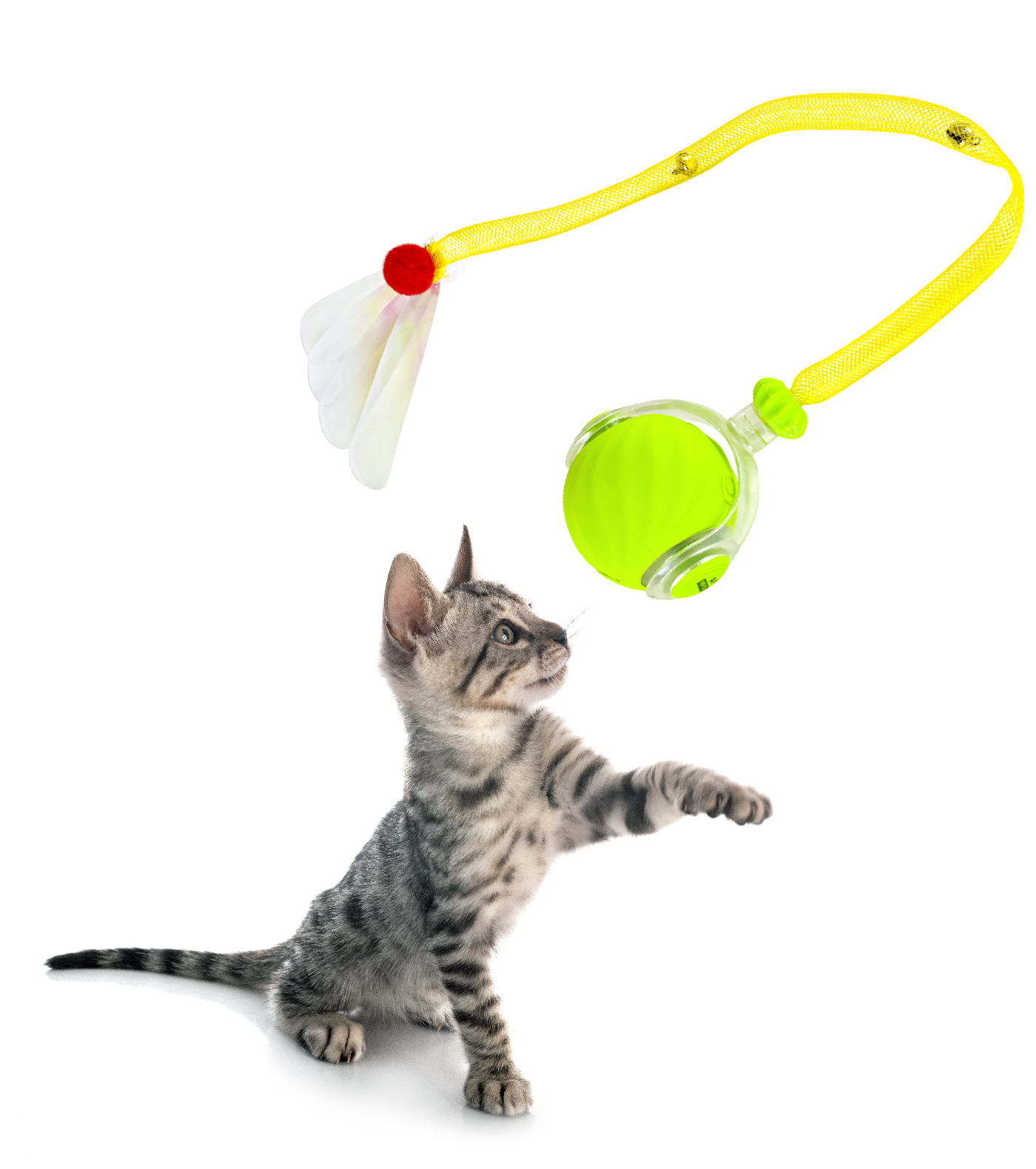 The Agile Moving Cat Ball  灵动滚动猫球