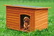  Dog House