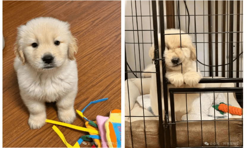 Basic Daily Dog Care Guide! A Must-Read for New Owners!