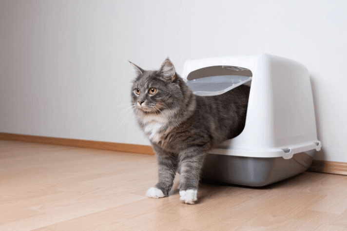 Why Isn't My Cat Using the Litter Box? 5 Possible Reasons